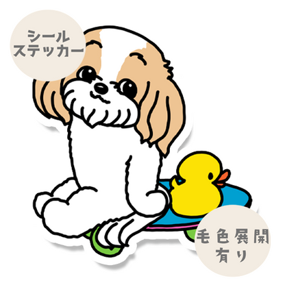 誰かと遊べるのを待ってるマルシーズーちゃん。108-1