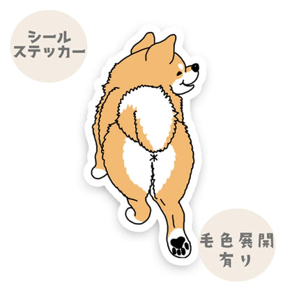 首輪が外れちゃったシバ犬さん。39-7