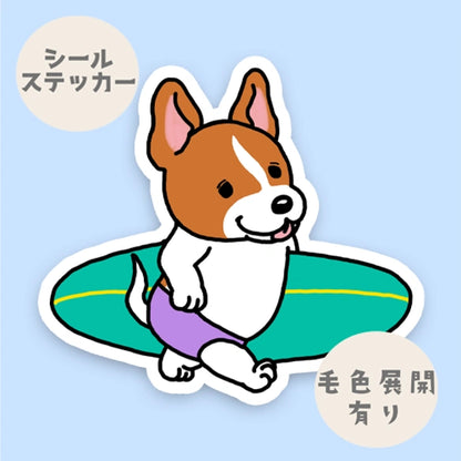 サーファー立ち耳ジャックラッセルちゃん。43-15