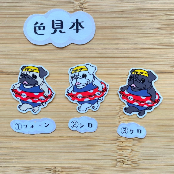 プールに来たパグちゃん。76-