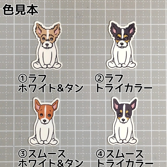 おすわりしてる立ち耳ジャックラッセルちゃん。43-3