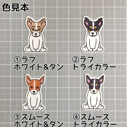 おすわりしてる立ち耳ジャックラッセルちゃん。43-3