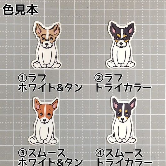 おすわりしてる立ち耳ジャックラッセルちゃん。43-3