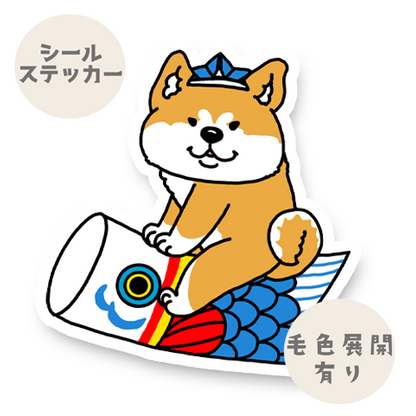 端午の節句のアキタイヌさん。3-23