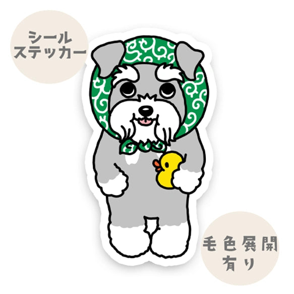ほっかむりのシュナウザーちゃん。44-5