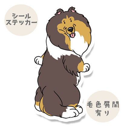 呼ばれたラフコリーさん。116-8