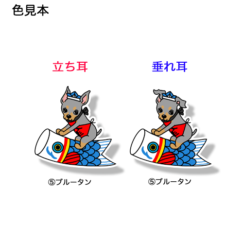 端午の節句のミニピンちゃん。113-22