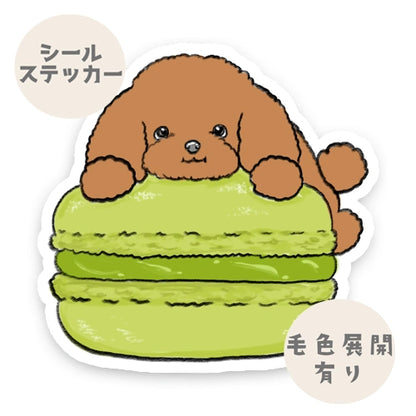 マカロン大好きプードルちゃん。87-