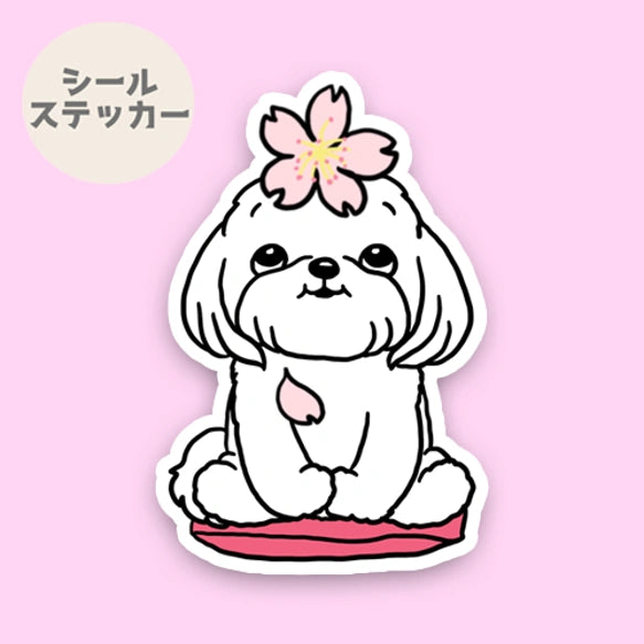 マルチーズちゃんの春のご挨拶。109-
