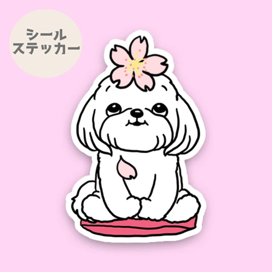 マルチーズちゃんの春のご挨拶。109-