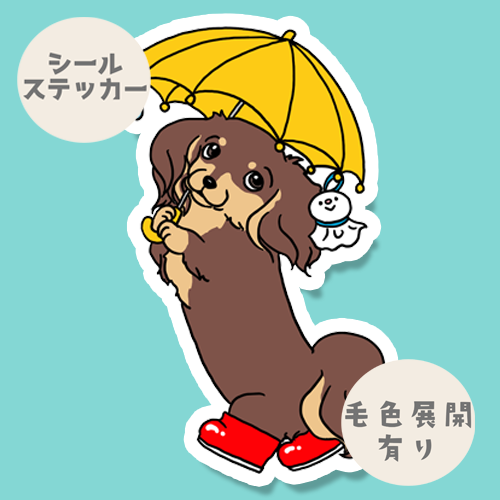 梅雨のお散歩のチワックスちゃん。60-9