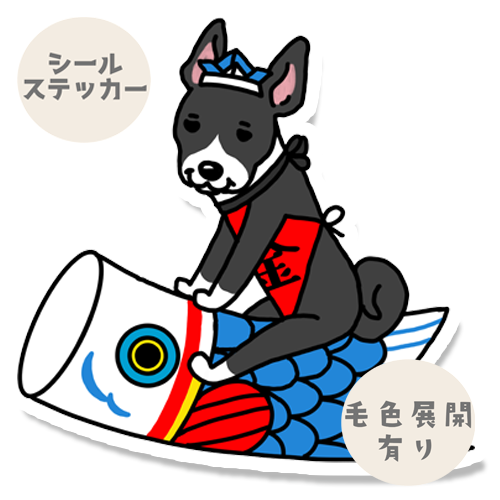 端午の節句のバセンジーさん。78-11