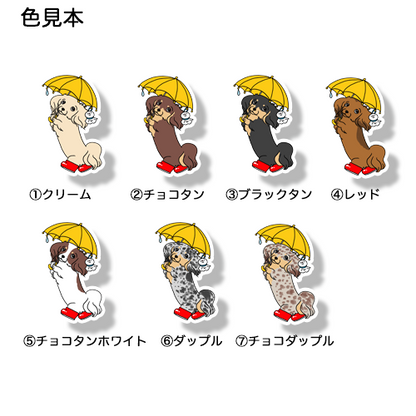 梅雨のお散歩のチワックスちゃん。60-9