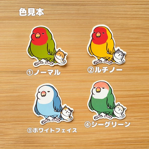 そろそろ眠いコザクラインコちゃん。