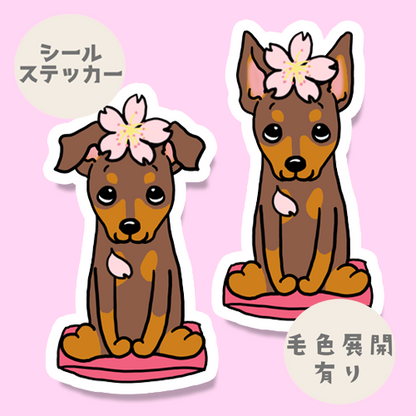 ミニピンちゃんの春のご挨拶。113-13
