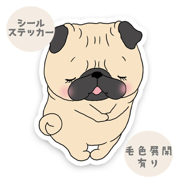 恥ずかしがり屋のパグちゃん。76-