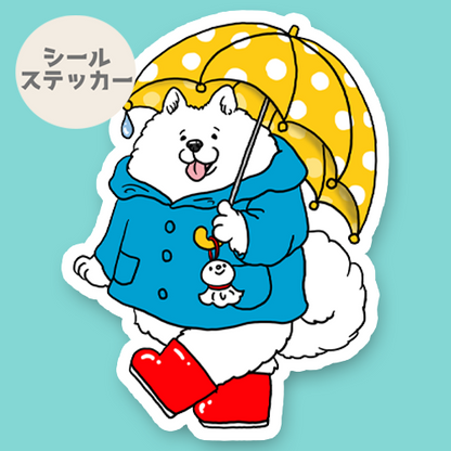 梅雨のお散歩のサモエドさん。33-22