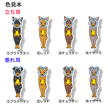 お風呂上がりのミニピンちゃん。113-19