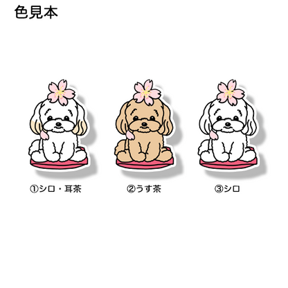 マルプーちゃんの春のご挨拶。111-16