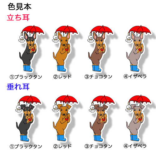 雨の日のお散歩のミニピンちゃん。113-27