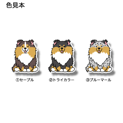 おすわりしてるシェルティちゃん。38-9
