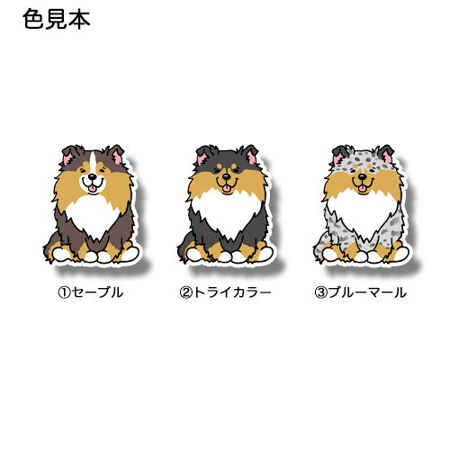 おすわりしてるシェルティちゃん。38-9
