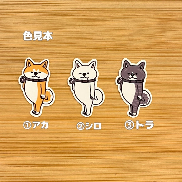 ヤッホー♪って待っててくれたアキタイヌ。3-6