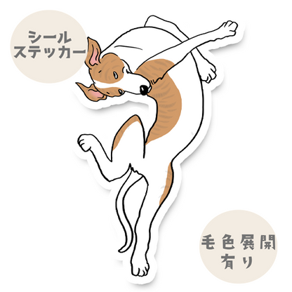 きっと幸せな夢の中のウィペットちゃん。13-7