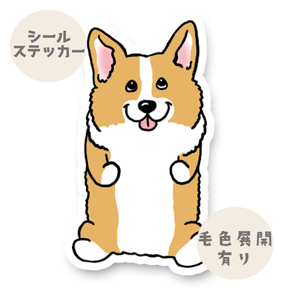 おすわりしてるコーギーちゃん。15-2