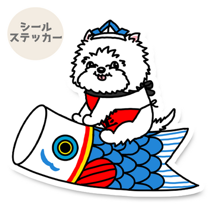 端午の節句のウェスティちゃん。14-17