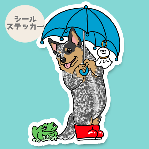 梅雨のお散歩のオーストラリアンキャトルドッグちゃん。19-8