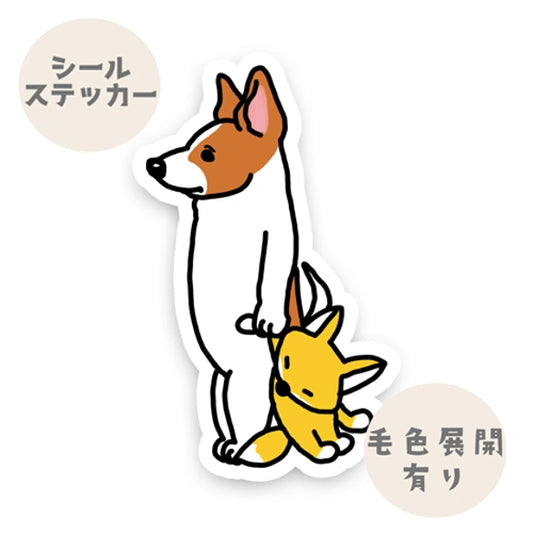 お留守番してる立ち耳ジャックラッセルちゃん。43-9