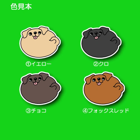 まん丸ラブラドールちゃん。117-12