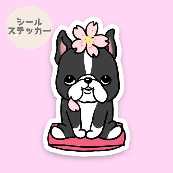 ボステリちゃんの春のご挨拶。101-