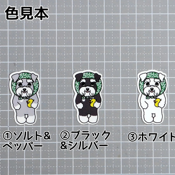 ほっかむりのシュナウザーちゃん。44-5