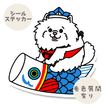 端午の節句のポメチワちゃん。102-11