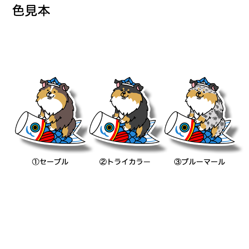 端午の節句のシェルティちゃん。38-19