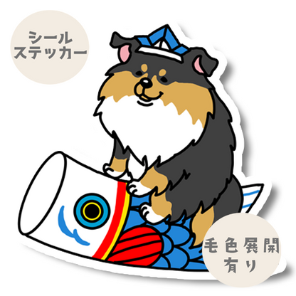 端午の節句のシェルティちゃん。38-19
