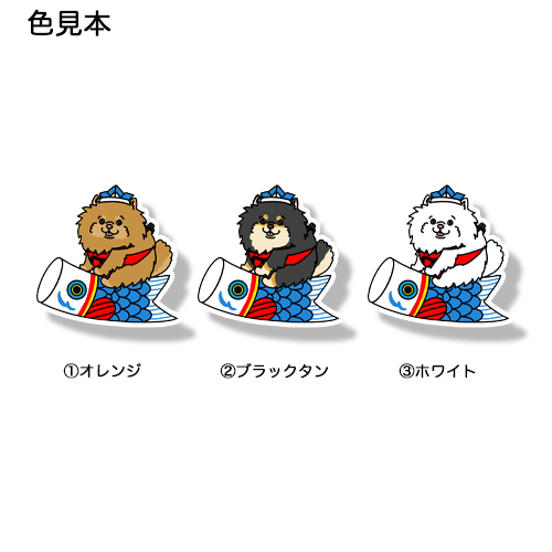 端午の節句のポメチワちゃん。102-11