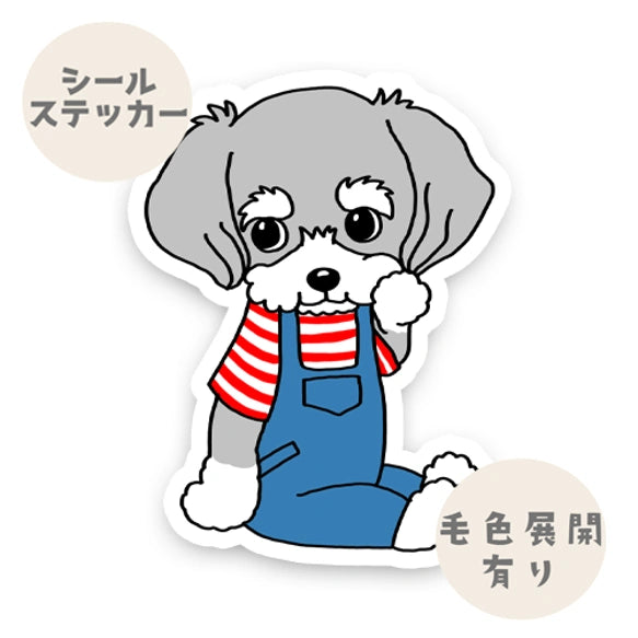 サロペットがかわいいシュナちゃん。44-4