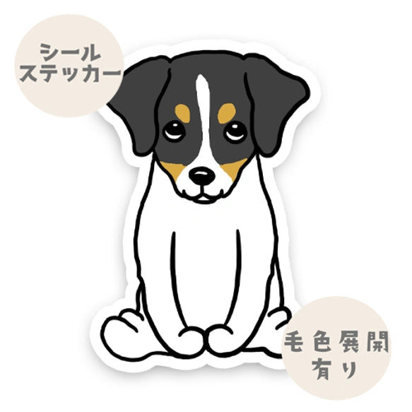 おすわりしてるジャックラッセルちゃん。42-3