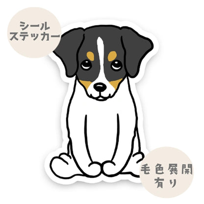 おすわりしてるジャックラッセルちゃん。42-3