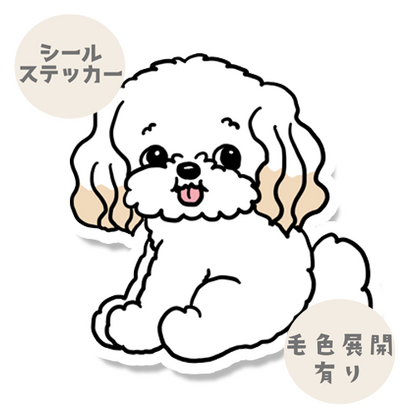 こっちを見てるマルプーちゃん。111-2