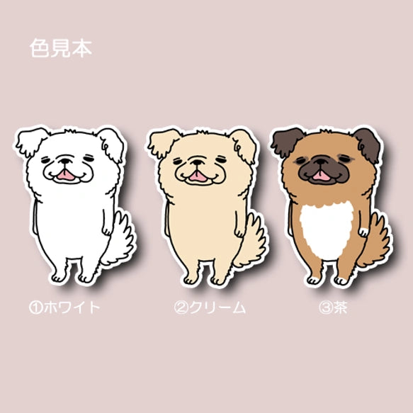 いい子でお留守番してたチワペキちゃん。62-6