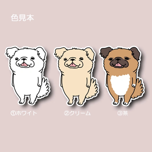 いい子でお留守番してたチワペキちゃん。62-6