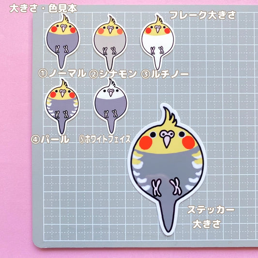 コロコロオカメインコちゃん。