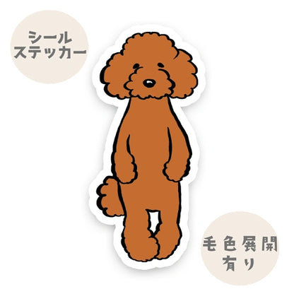 たたずむプードルちゃん。127-