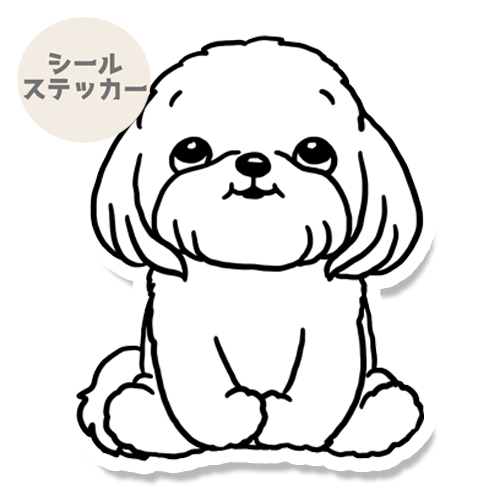 おすわりしてるマルチーズ。109-23