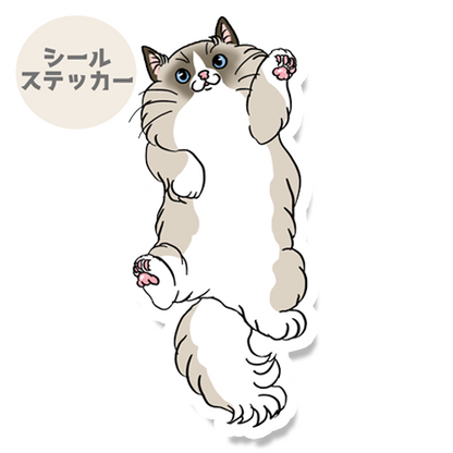 ヘソ天ラグドールちゃん。148-2