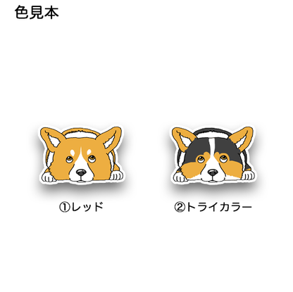 待ってるコーギーちゃん。15-8